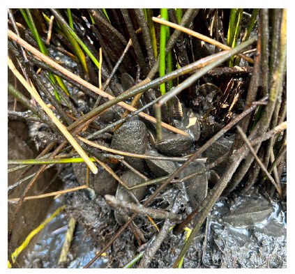 Bioremediation and Phytoremediation of an Oil-Contaminated Salt Marsh in South Louisiana